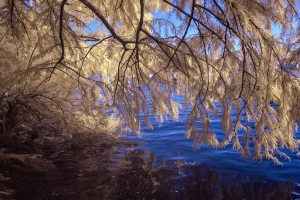 Lake with cedar branches