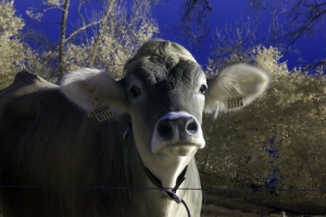 Cow