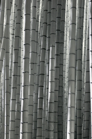 Bamboo woods