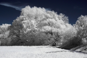 Infrared landscape