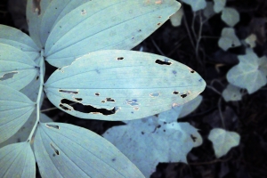 Leaf detail