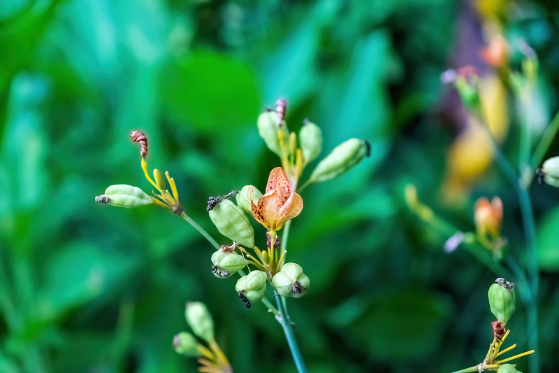 Flowers of Taiwan