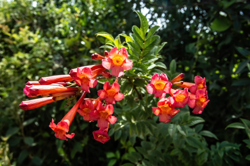 Flowers of Bolivia