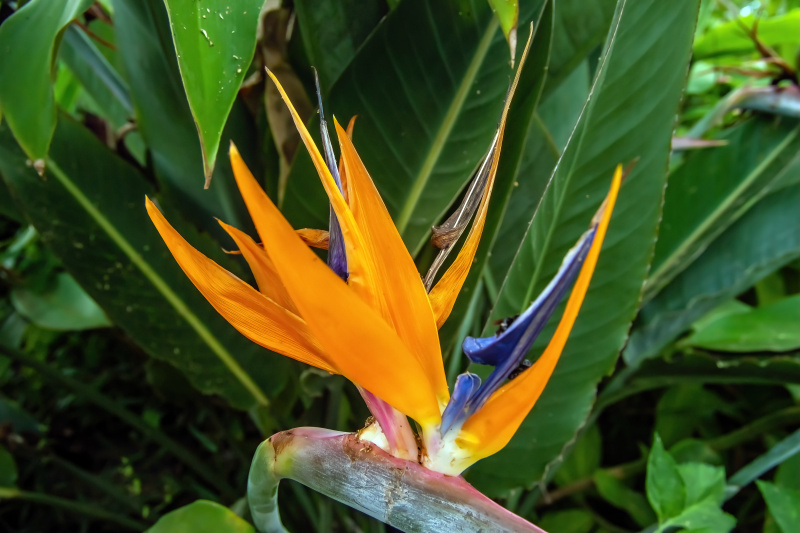 Flowers of Bolivia