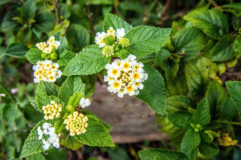 Flowers of Bolivia