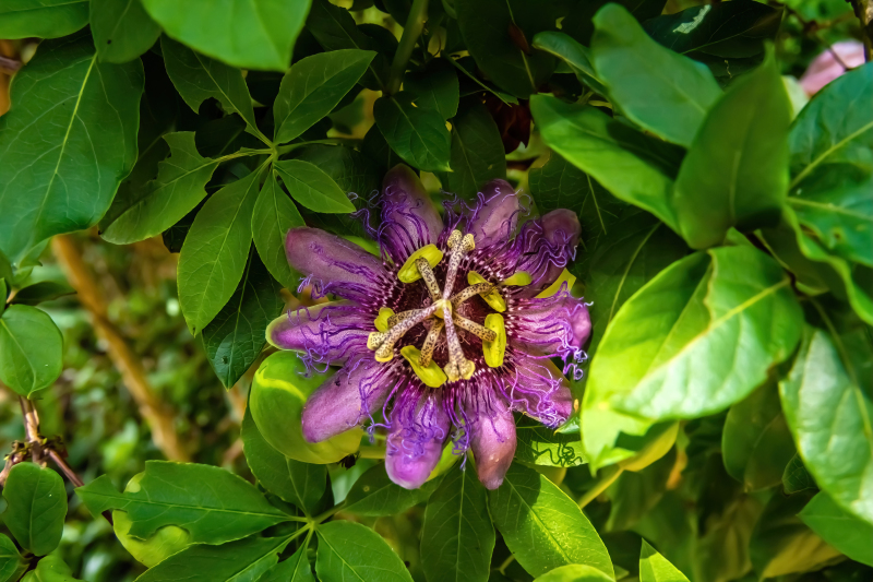 Flowers of Bolivia