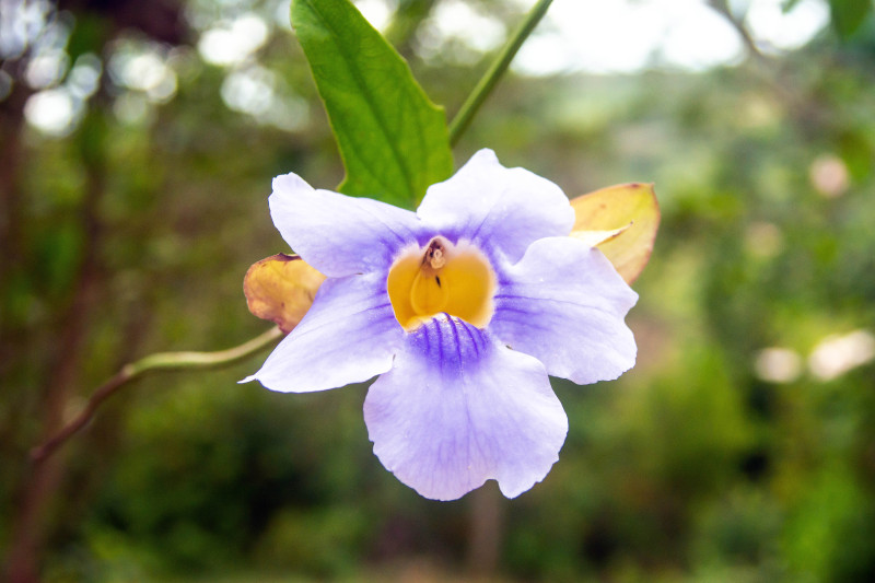 Flowers of Bolivia