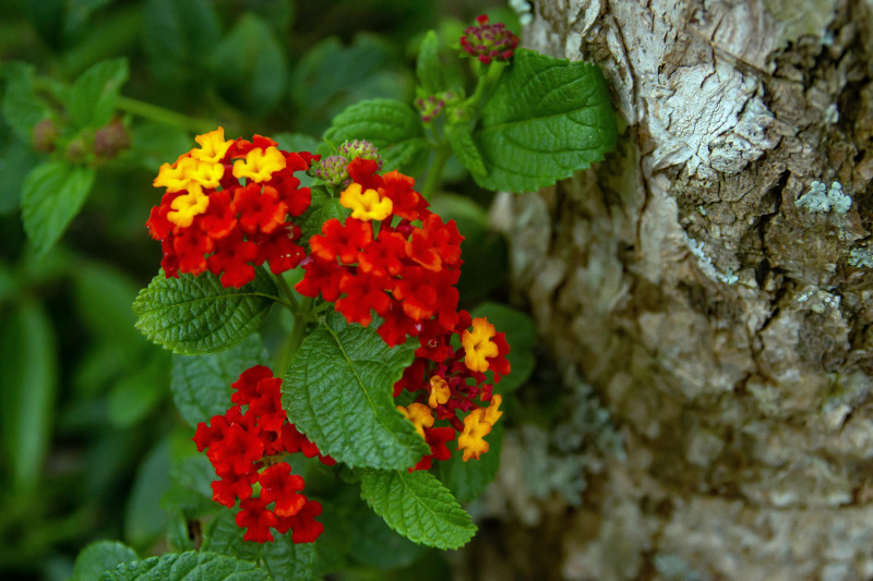 Flowers of Bolivia
