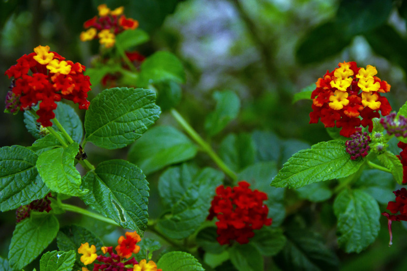 Flowers of Bolivia