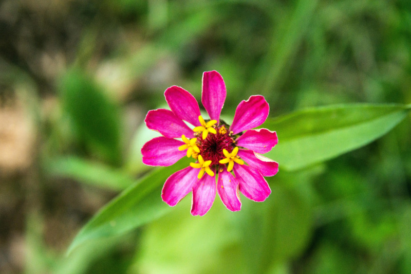 Flowers of Bolivia