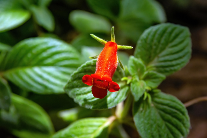 Flowers of Bolivia