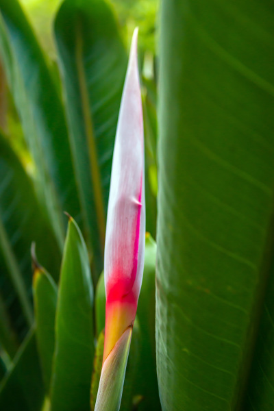 Flowers of Bolivia