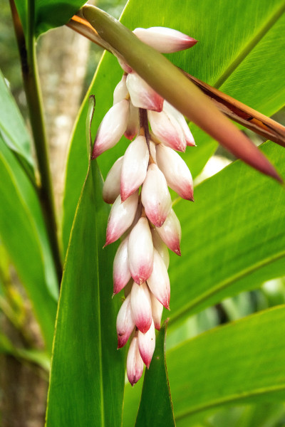 Flowers of Bolivia