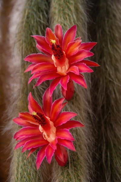 cactus, Bolivia