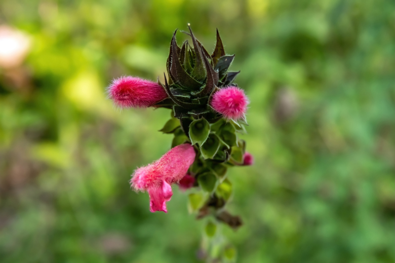 Flowers of Bolivia