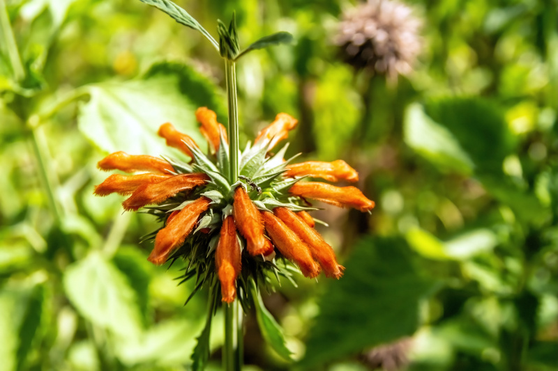 Flowers of Bolivia