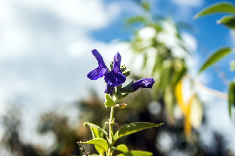 Flowers of Bolivia