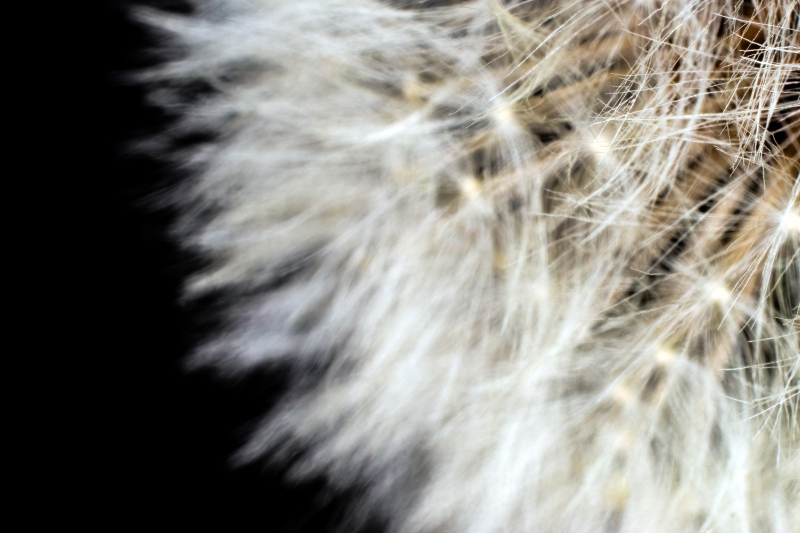 Dandelion