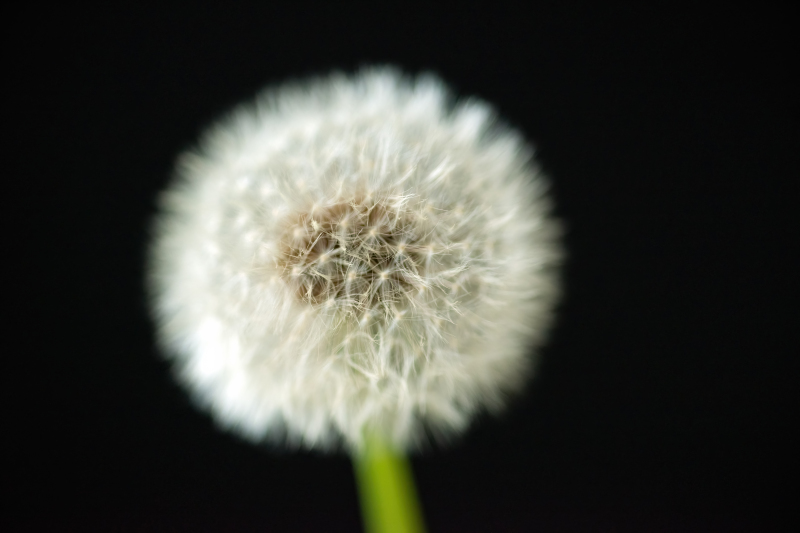Dandelion