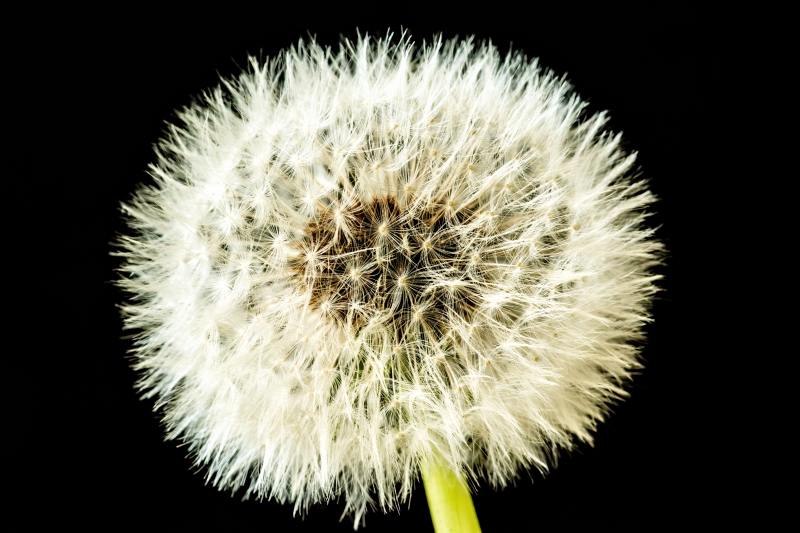 Dandelion