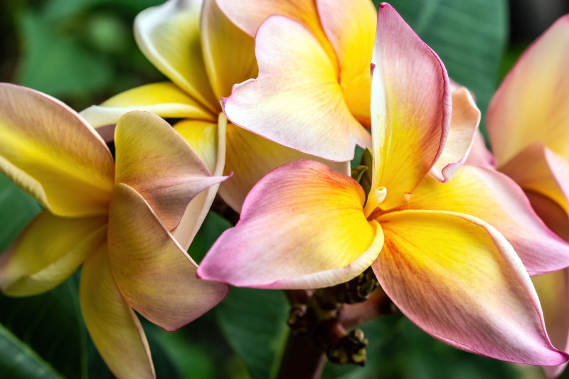 Frangipani