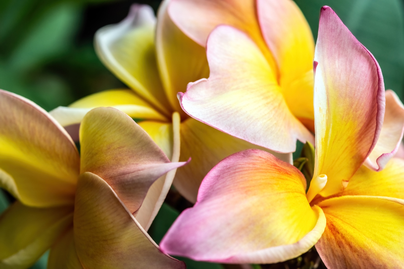 Frangipani