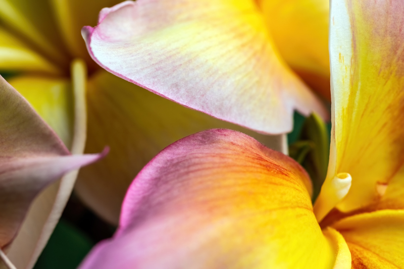 Frangipani