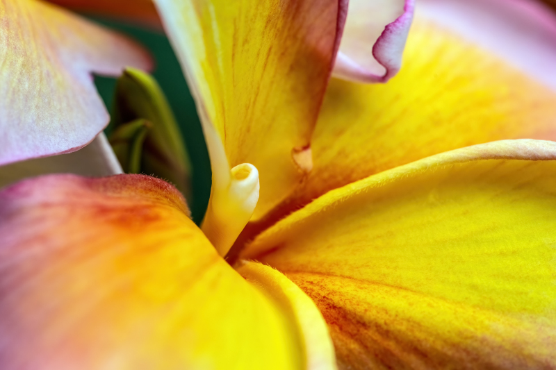 Frangipani