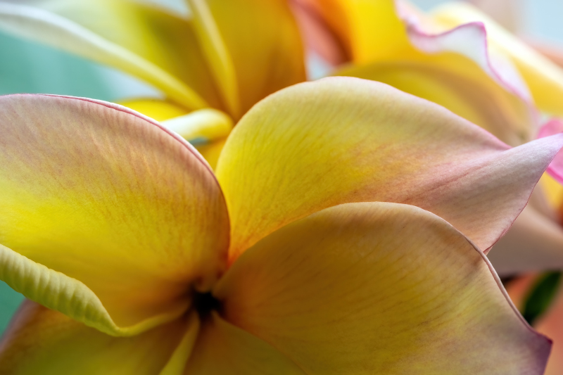 Frangipani