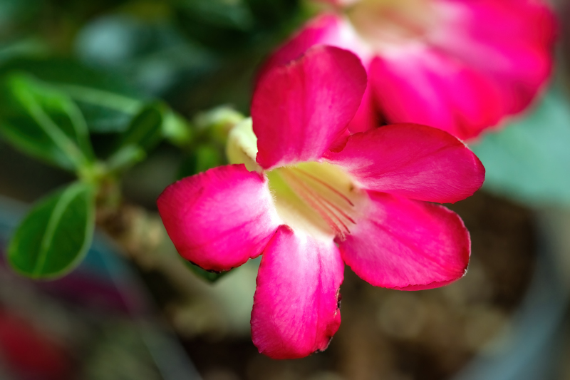 Desert rose