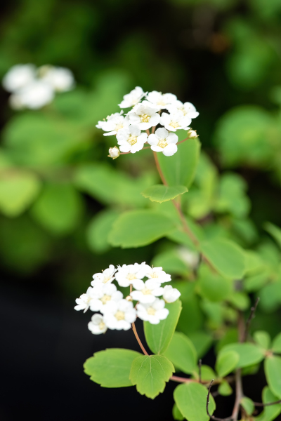 DSC02587-DeNoiseAI-severe-noise