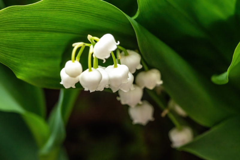 Lily of the Valley