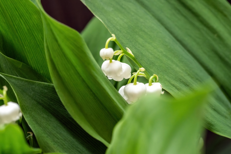 Lily of the Valley
