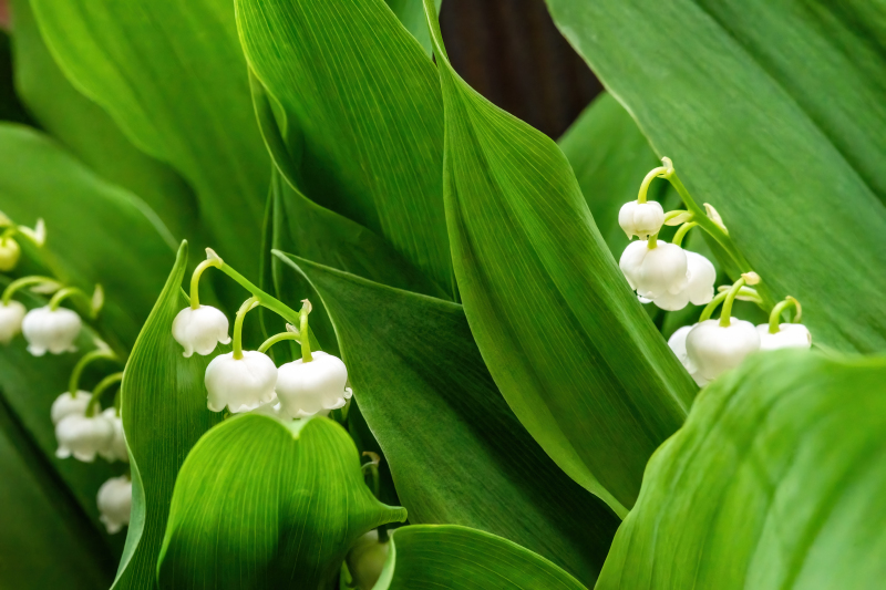 Lily of the Valley