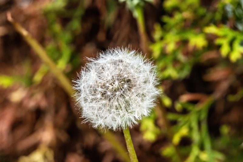 Dandelion