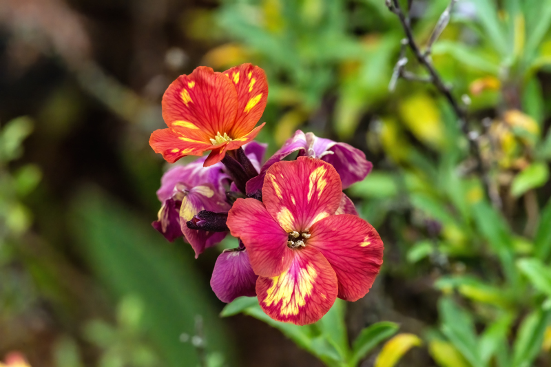 DSC02602-DeNoiseAI-severe-noise