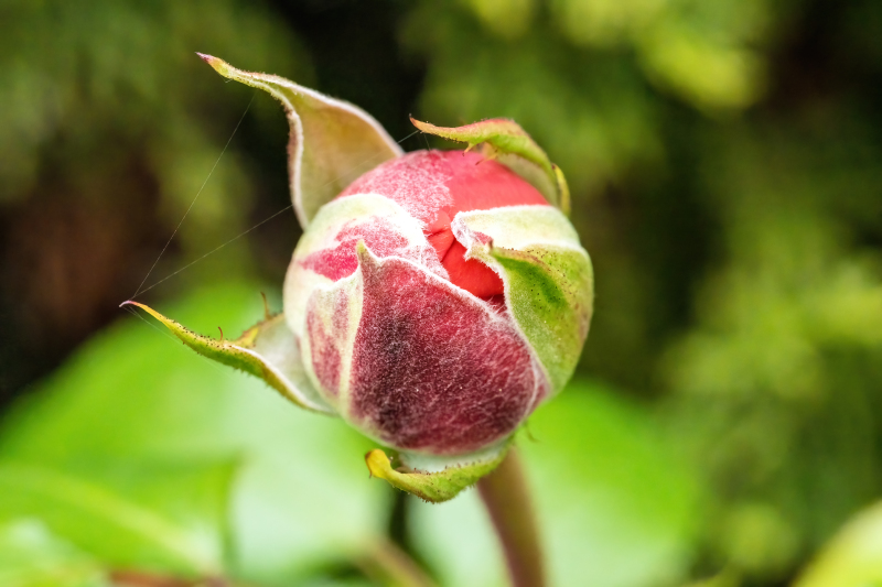 Rose bud