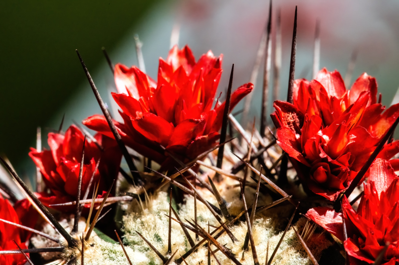 Cactus