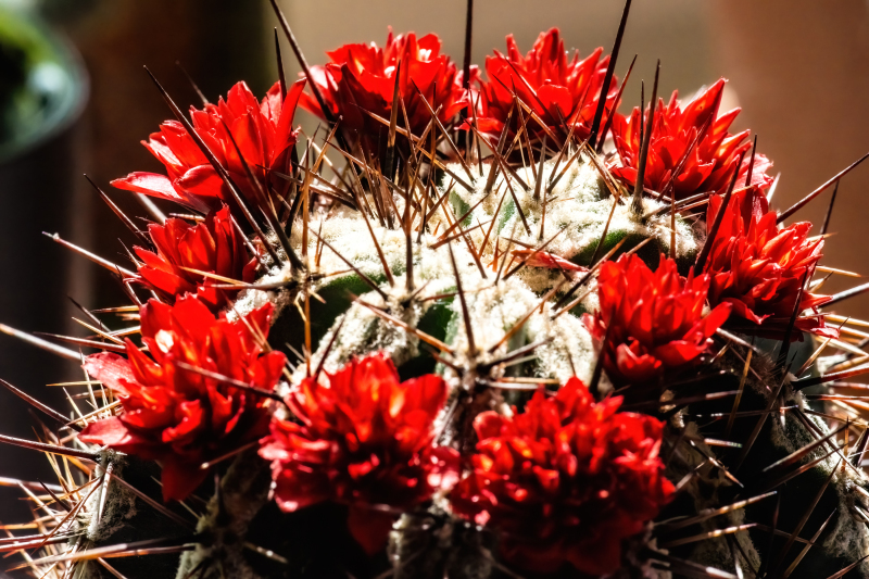 Cactus