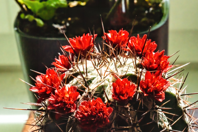 Cactus