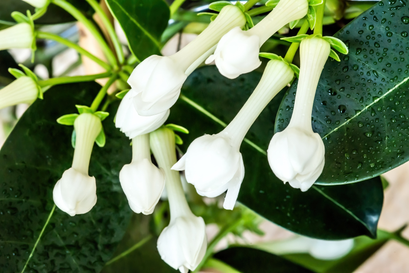 Stephanotis