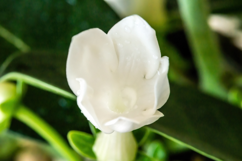 Stephanotis