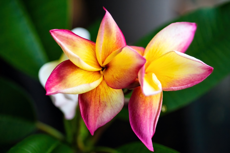 Frangipani