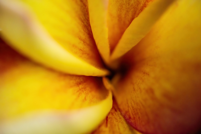 Frangipani