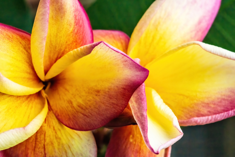 Frangipani