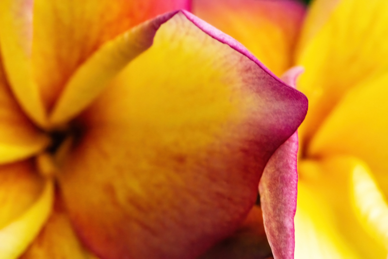 Frangipani