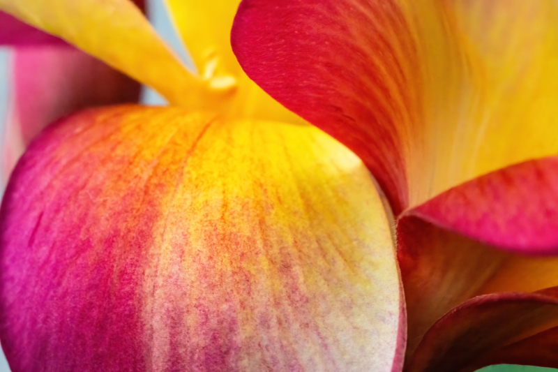 Frangipani