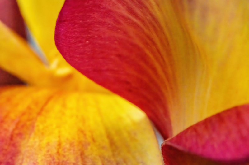 Frangipani