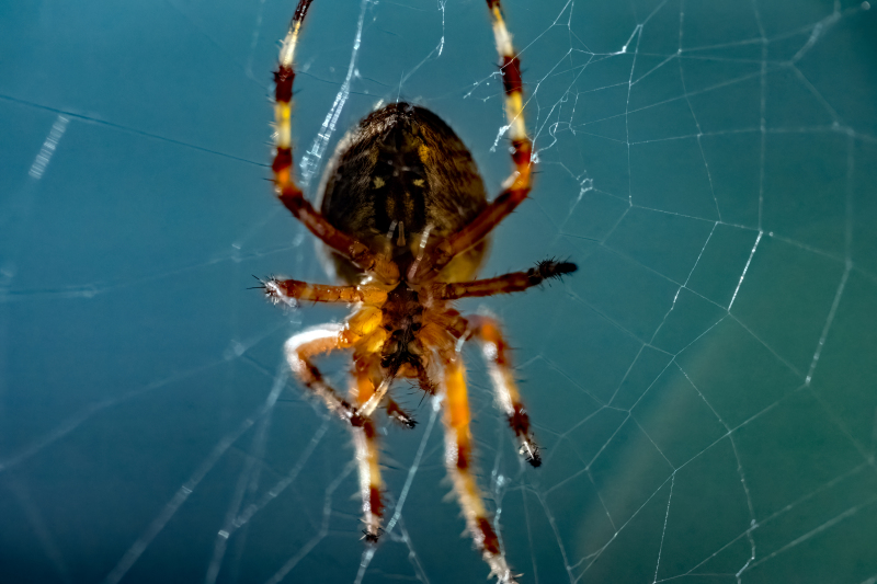 Cross spider