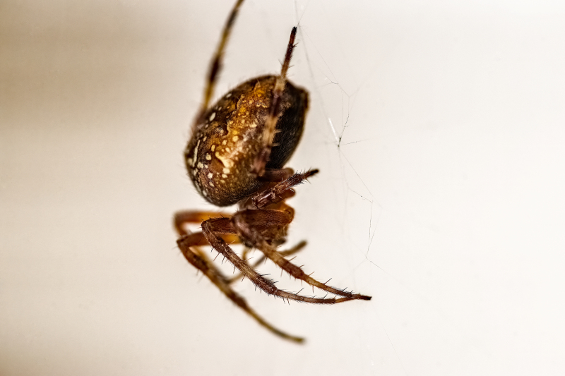 Cross spider